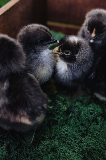 Black baby chicks Black baby chicks
