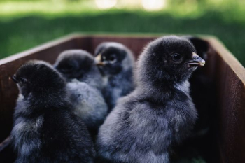 Black baby chicks Black baby chicks