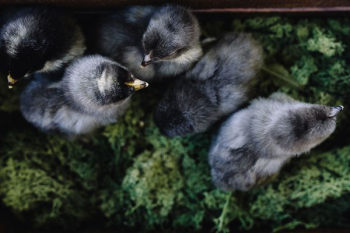 Black baby chicks Black baby chicks
