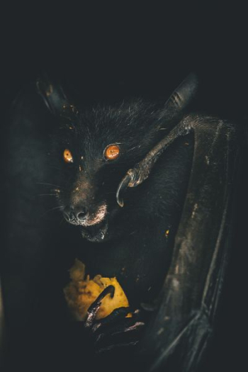 black bat black bat