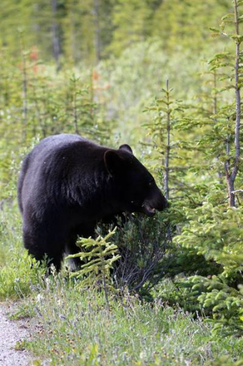 Black Bear Roadside Black Bear Roadside