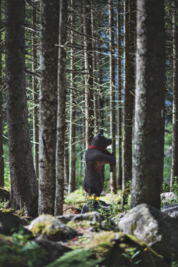 Black Bear Toy on Forest Black Bear Toy on Forest