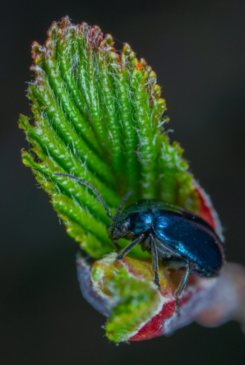 Black Beetle Black Beetle