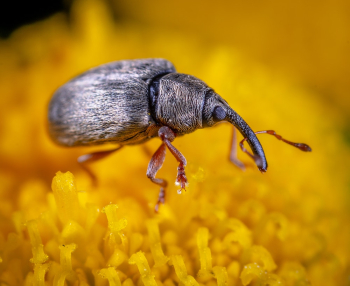 Black Beetle Black Beetle