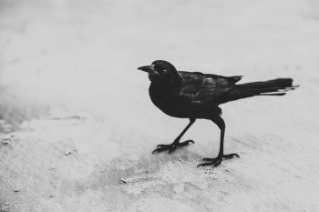 Black Bird Black Bird