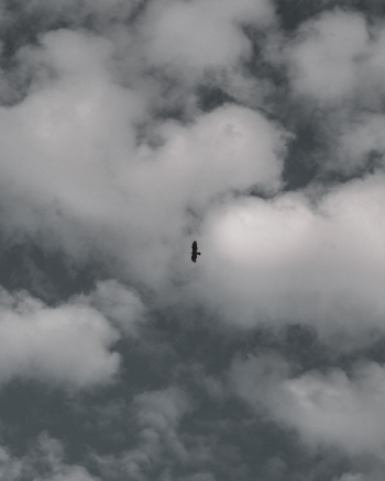 Black Bird Flying Under White Clouds Black Bird Flying Under White Clouds