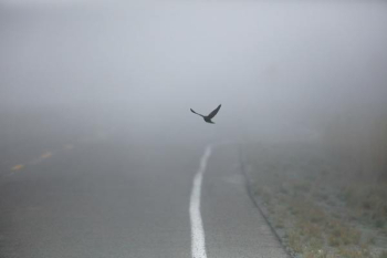 black bird in flight black bird in flight