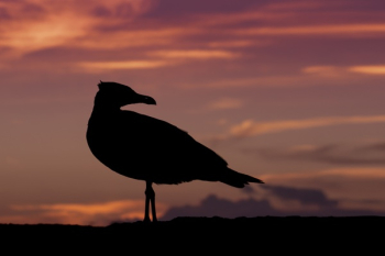 Black Bird on Afternoon View Black Bird on Afternoon View