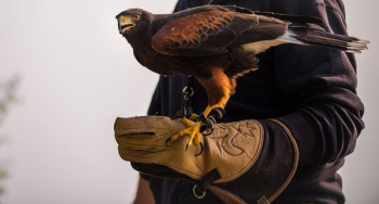black bird on human hand black bird on human hand