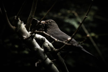 black bird perching on brown tree black bird perching on brown tree