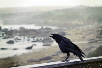 Black Bird Perching on Concrete Wall With Ocean Overview Black Bird Perching on Concrete Wall With Ocean Overview