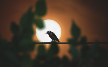 Black Bird Perching on Rod Black Bird Perching on Rod