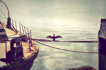 black bird perching on rope during daytime black bird perching on rope during daytime