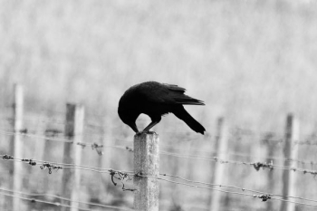 black bird perching on white wooden post black bird perching on white wooden post