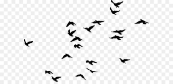 Black birds Black birds