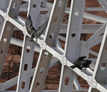 Black Birds on Scaffolding Black Birds on Scaffolding
