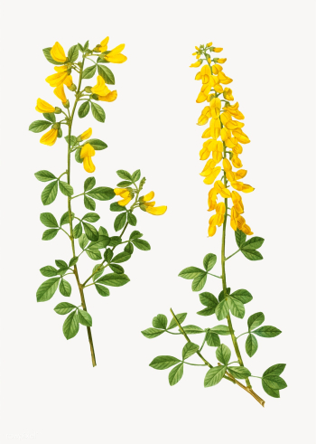 Black broom flowers | Free stock vector - 568833 Black broom flowers | Free stock vector - 568833