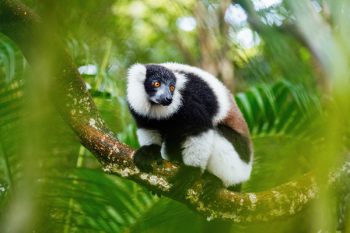 Black, Brown, and White Animal on Tree Black, Brown, and White Animal on Tree