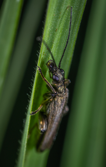 Black Bug Black Bug