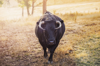Black Bull Black Bull