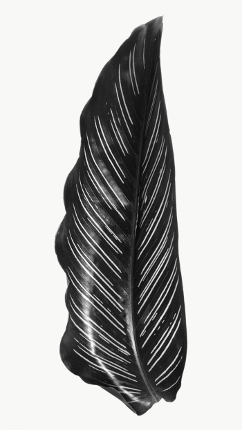 Black calathea majestica albolineata leaf design resource | Free  transparent png - 2362832