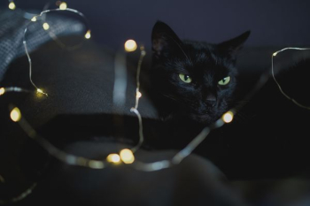 Black cat and fairy lights
