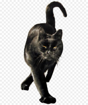 Black cat Bombay cat Domestic short-haired cat Whiskers Le Chat Noir - Halloween 