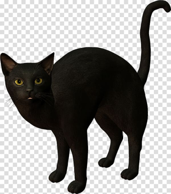 Black cat Korat Kitten , kitten transparent background PNG clipart Black cat Korat Kitten , kitten transparent background PNG clipart