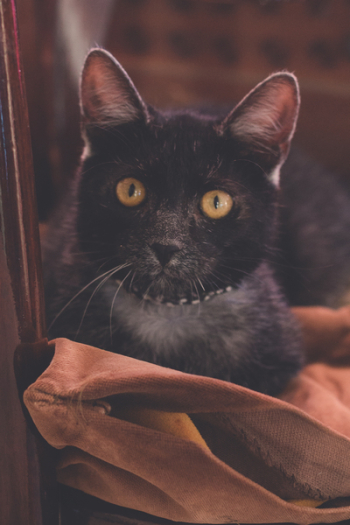 Black Cat on Brown Cloth Black Cat on Brown Cloth