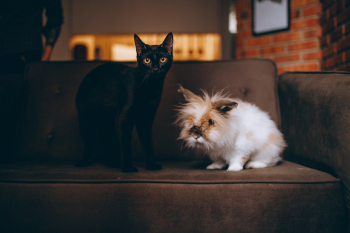 Black Cat On Sofa Black Cat On Sofa