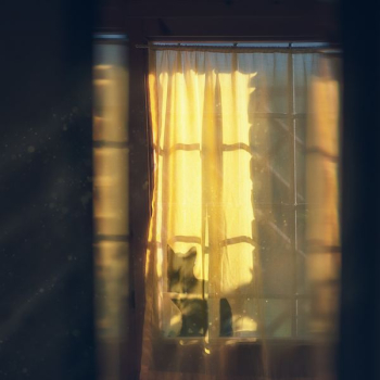 black cat on window