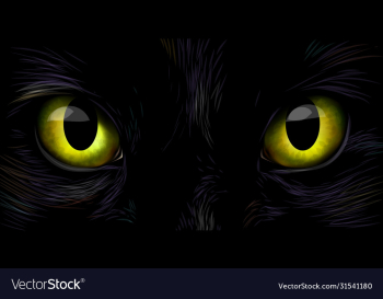 black cats big yellow eyes close up