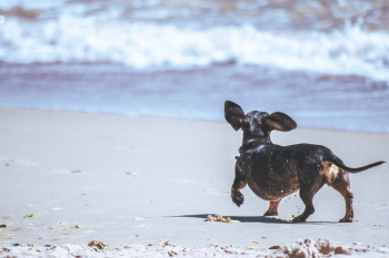 Black Chihuahua Walking on Seashore Black Chihuahua Walking on Seashore