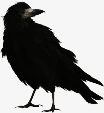 Black Crow, Crow, Birds, Cute Crow PNG Image and Clipart for Free ...