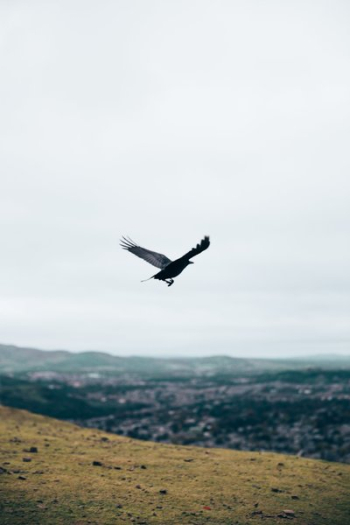 Black Crow In Flight Black Crow In Flight
