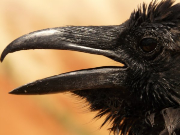 Black Crow in Macro Photgraphy Black Crow in Macro Photgraphy
