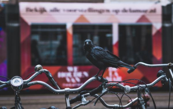 black crow on bicycle black crow on bicycle