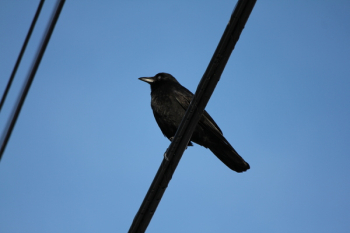 Black Crow on Cable Black Crow on Cable
