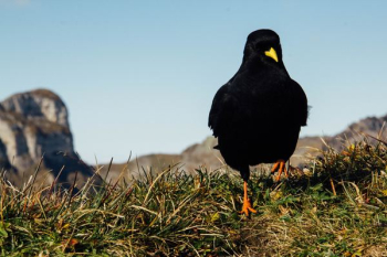 black crow on green field black crow on green field