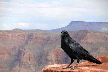 black crow on top of Grand Canyon, Arizona black crow on top of Grand Canyon, Arizona