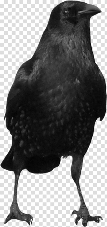 Black Crow Png Image Black Crow Png Image