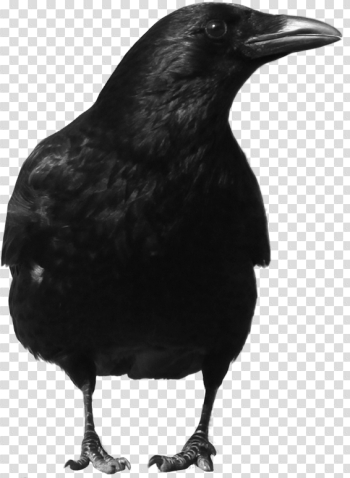 Black Crow Png Image Black Crow Png Image