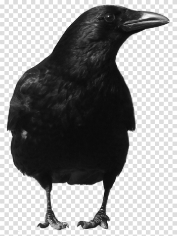 Black Crow Png Image Black Crow Png Image