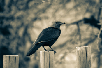 Black Crow Standing on Wooden Fence Black Crow Standing on Wooden Fence