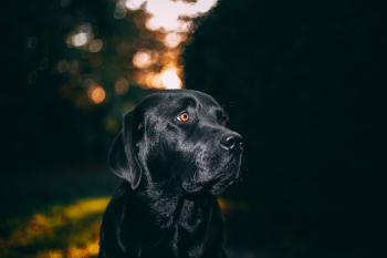 Black Dog Black Dog