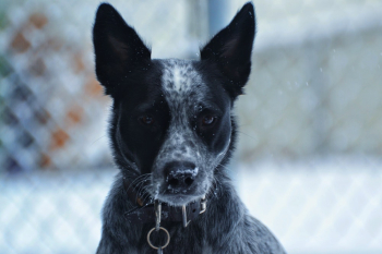 Black Dog Black Dog
