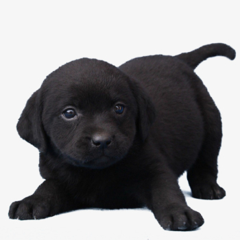 Black Dog, Dog Clipart, Labrador, Pet Dog PNG Transparent Image ...