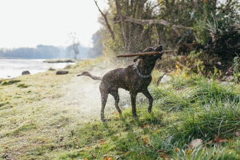 black dog perching wooden stick while shaking off water black dog perching wooden stick while shaking off water