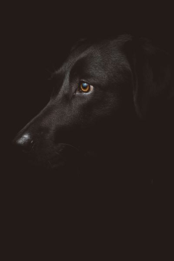 black dog photography black dog photography