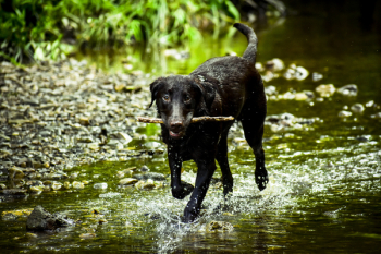 Black Dog Stick on Mouth